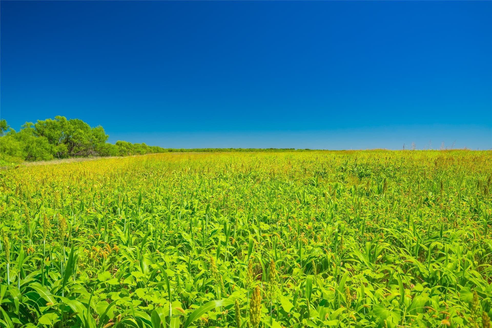 219 acres in Young County - photo 7