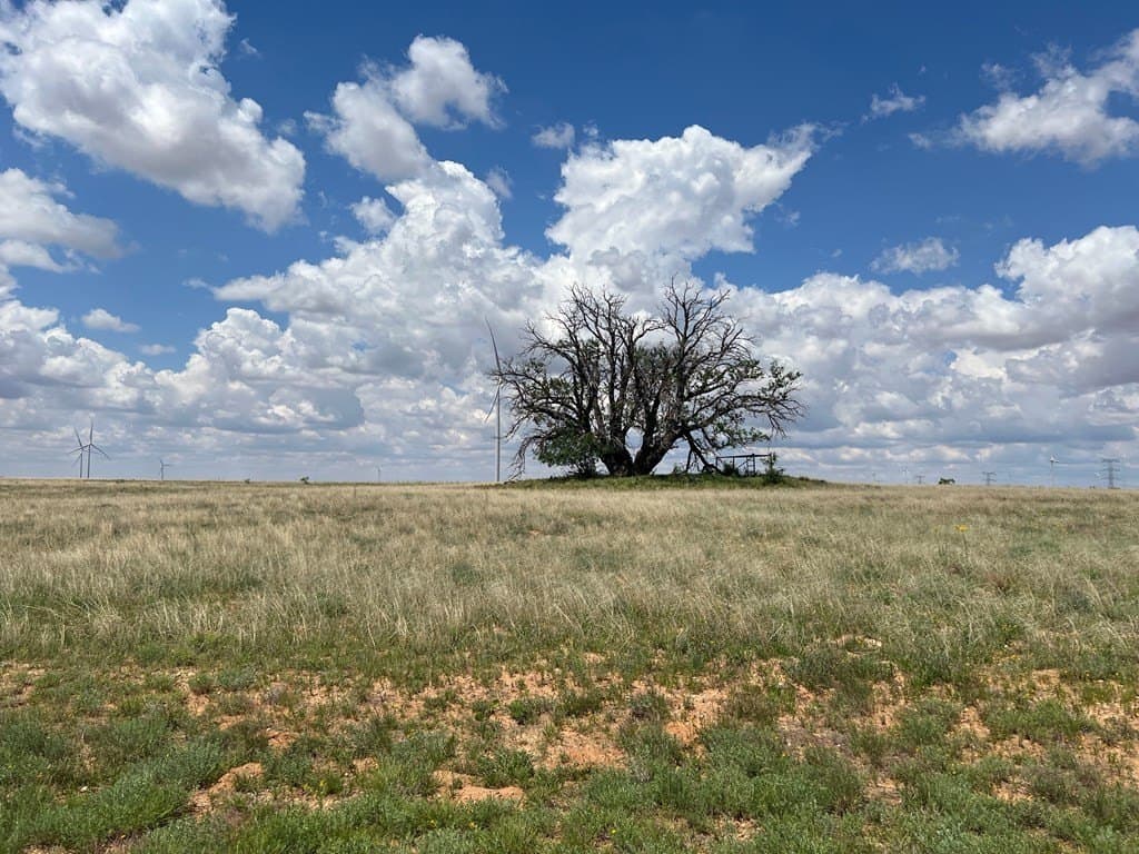 12.73 acres in Scurry County gallery image 3