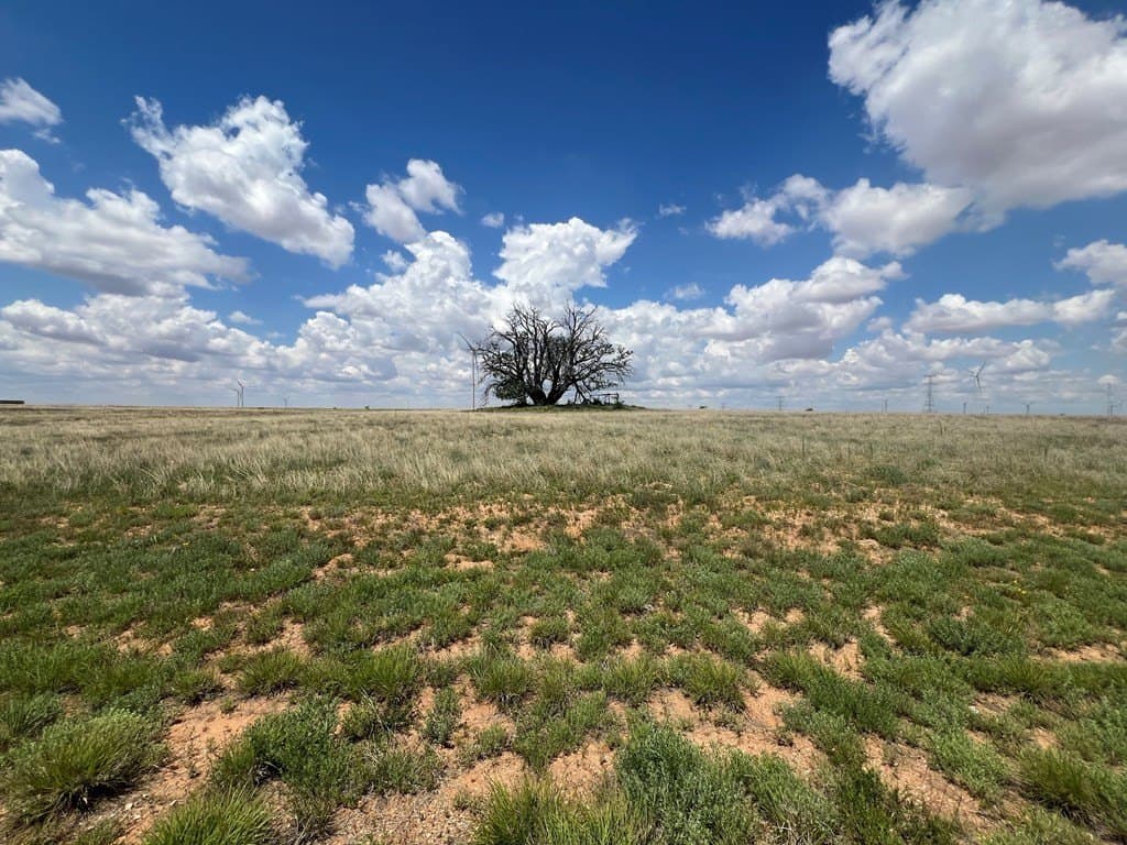 12.73 acres in Scurry County featured view