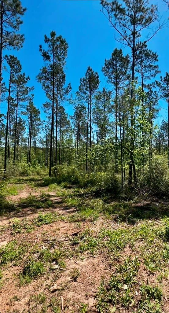 12.29 acres in Texas County gallery image 4