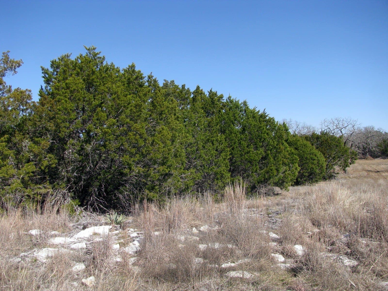 10.01 acres in Hamilton County - photo 13