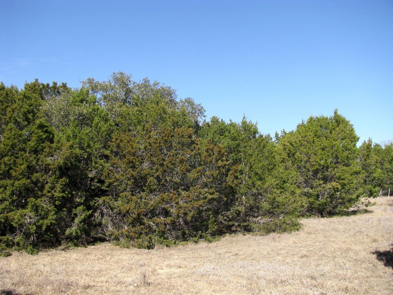 10.01 acres in Hamilton County - photo 14