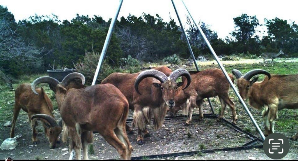 40 acres in Brewster County gallery image 4