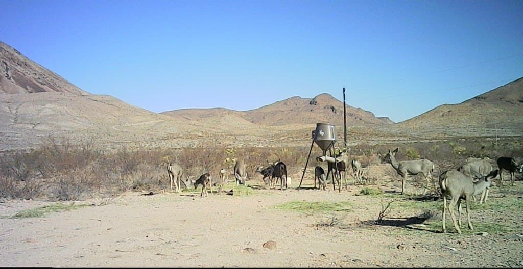 40 acres in Brewster County gallery image 3
