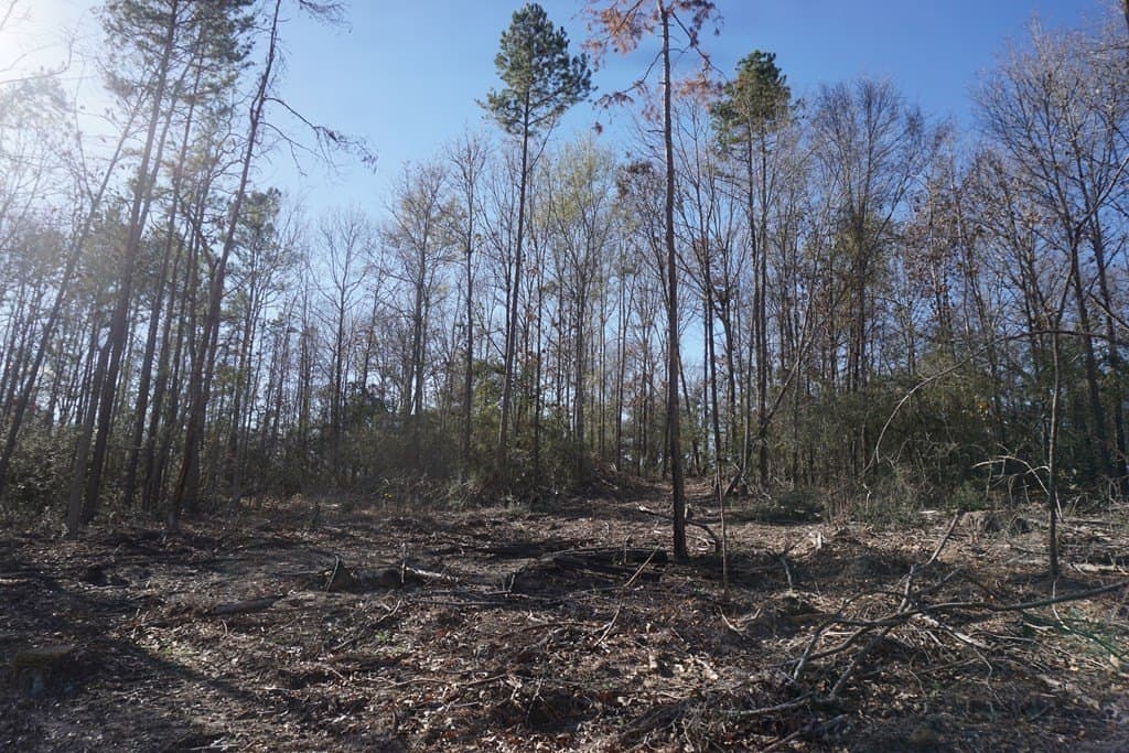 16.92 acres in LEON County gallery image 3