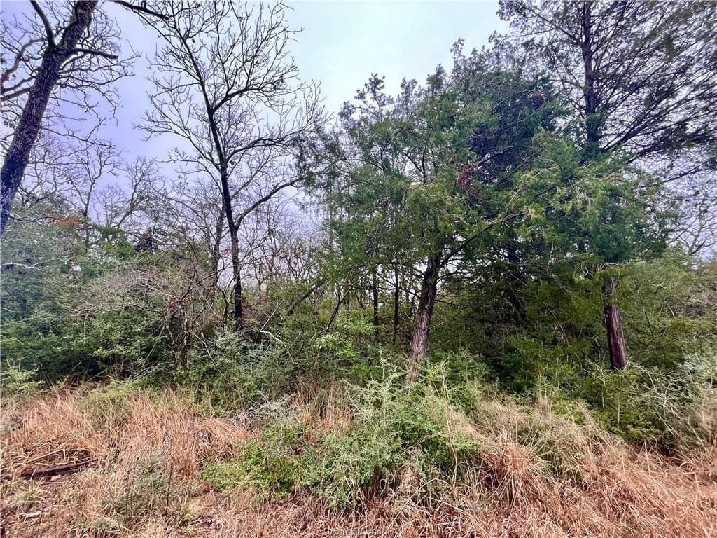 60 acres in Leon County - photo 8