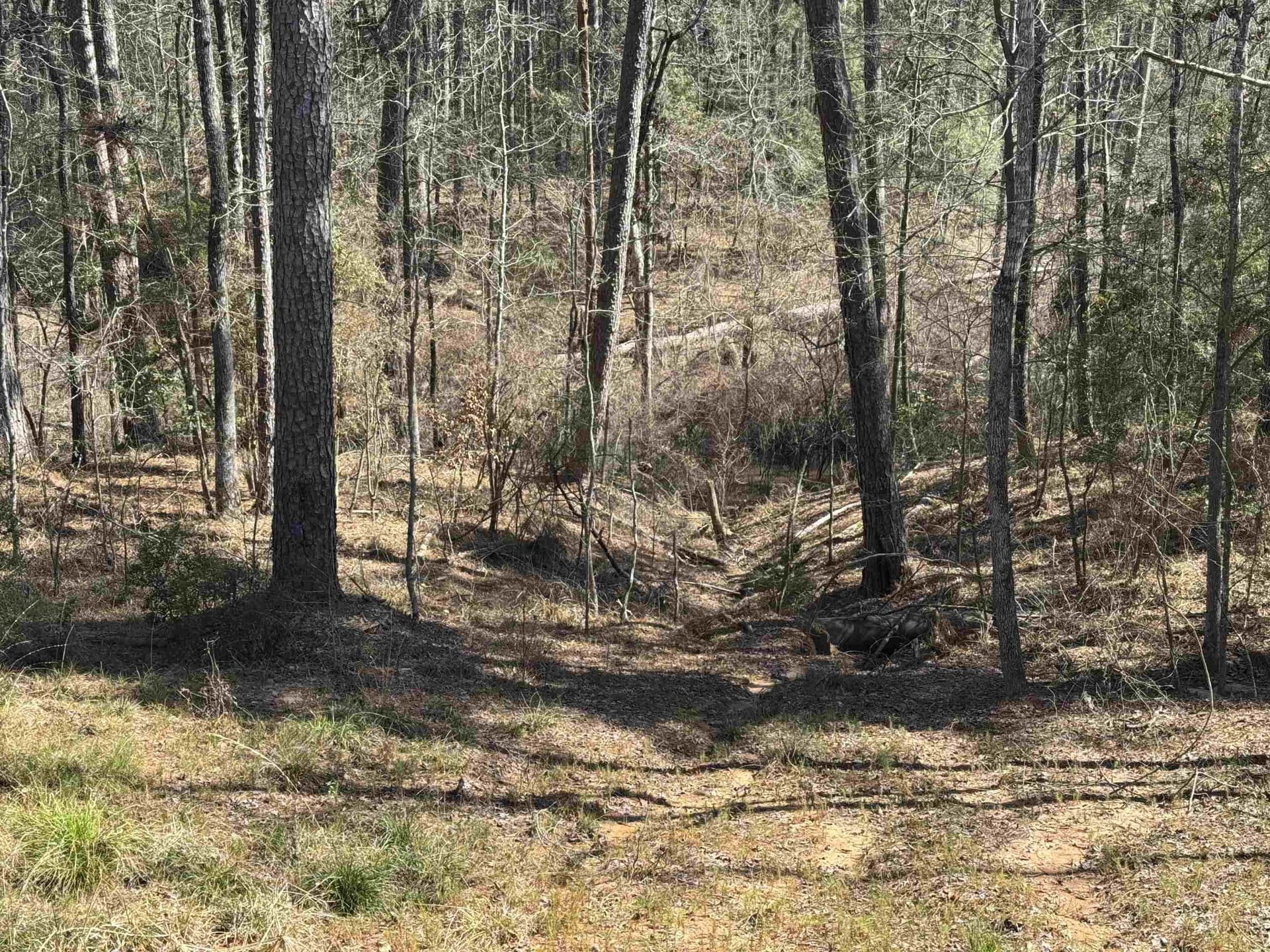 0.23 acres in Texas County gallery image 3