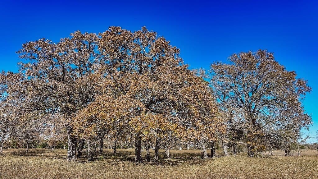 15.34 acres in Fayette County gallery image 4