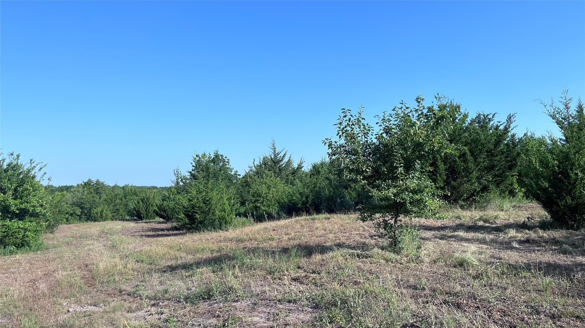 16.06 acres in Grayson County - photo 5