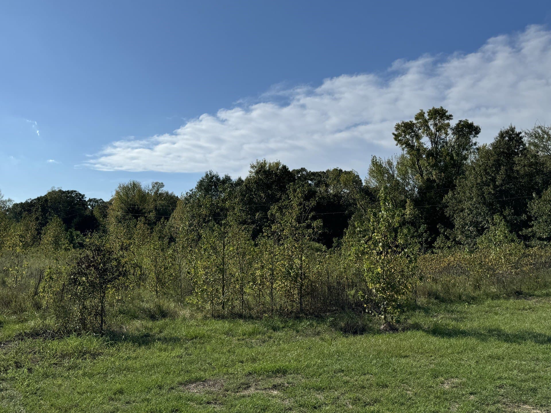 3.55 acres in Red River (TX) County gallery image 3