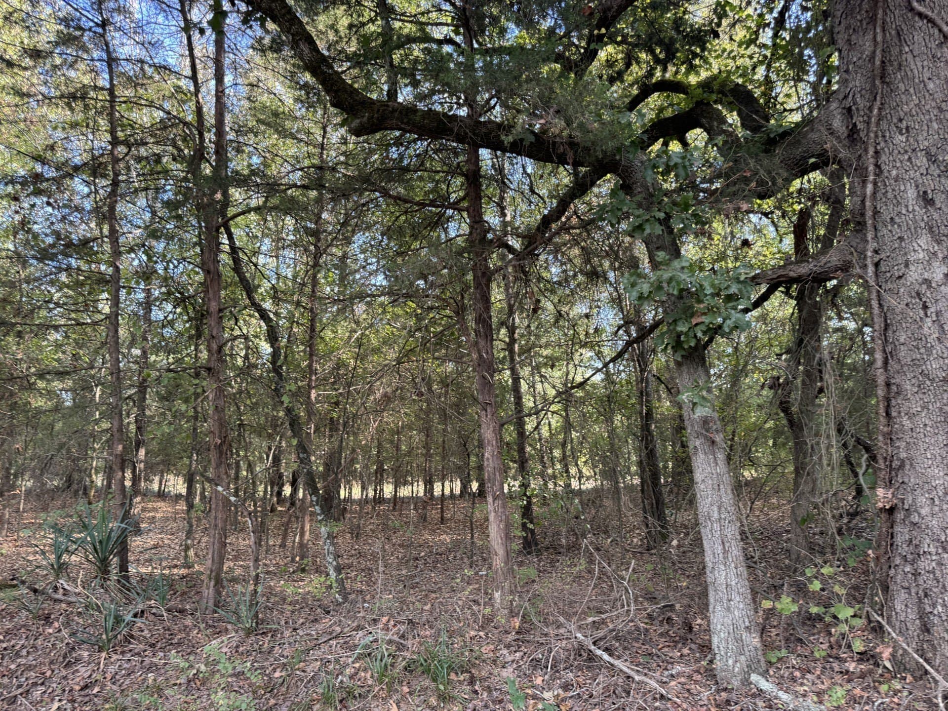 3.55 acres in Red River (TX) County - photo 6