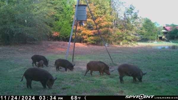 57 acres in Hopkins County - photo 38