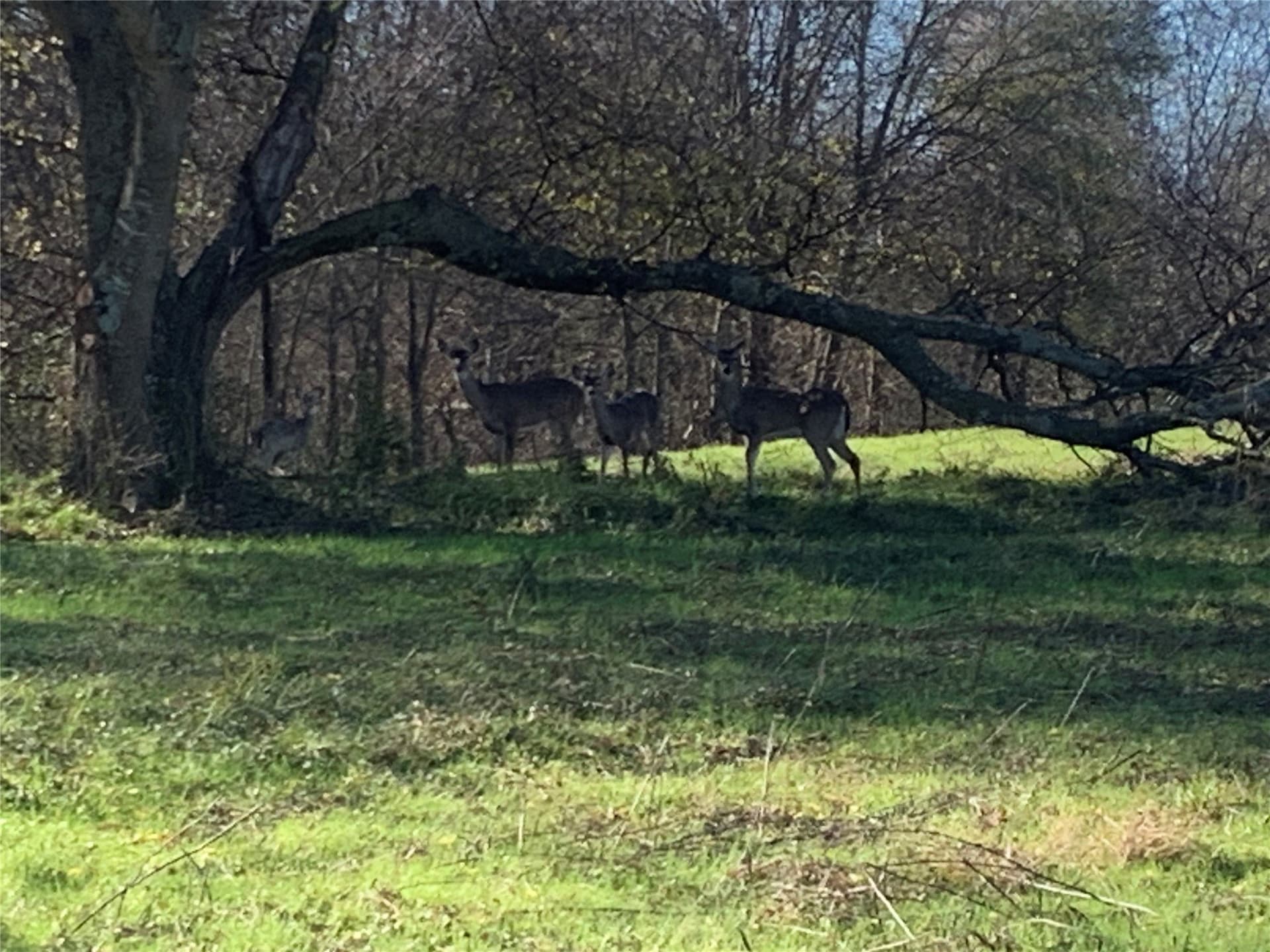 57 acres in Hopkins County - photo 29