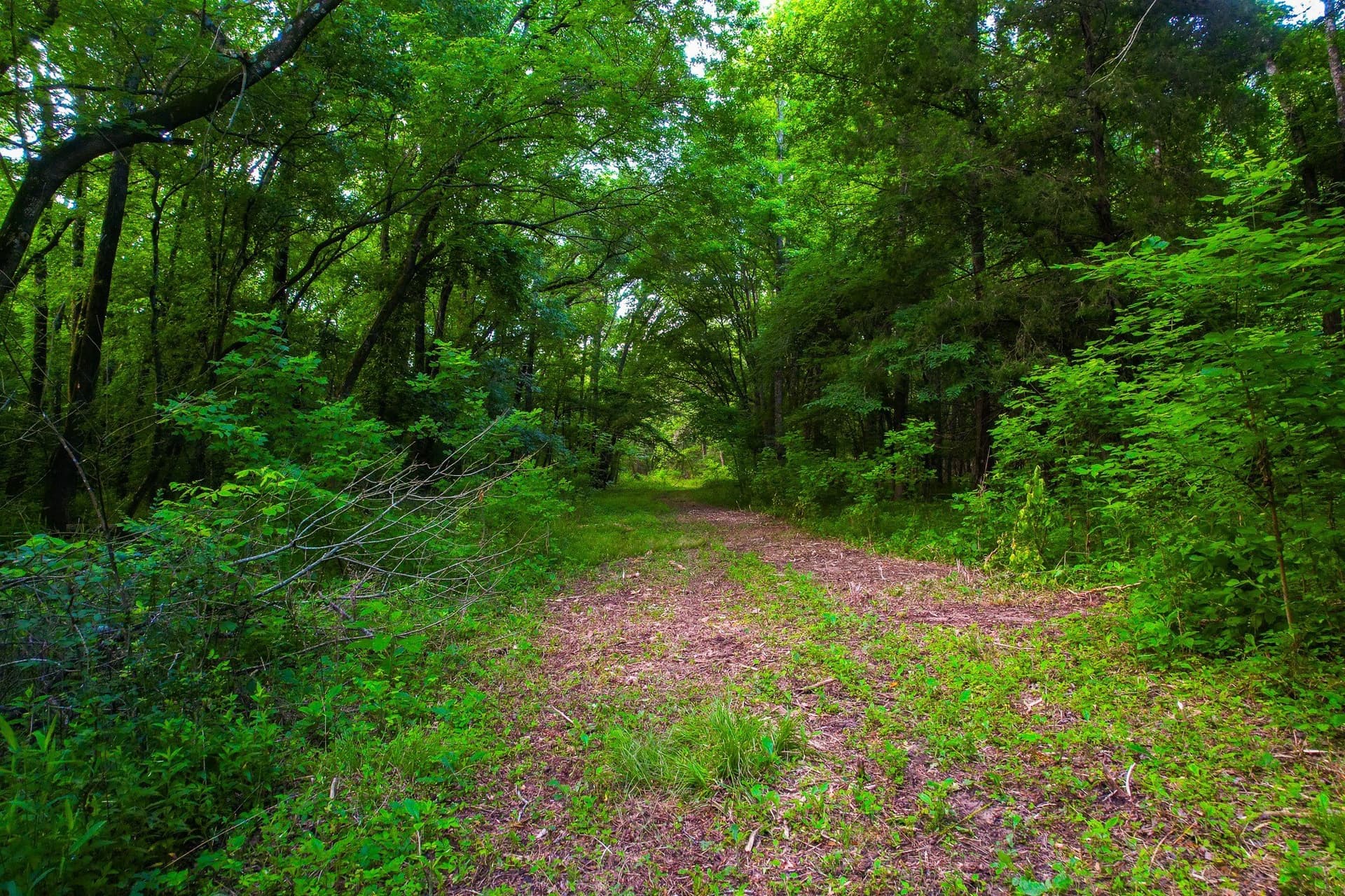 57 acres in Hopkins County - photo 37