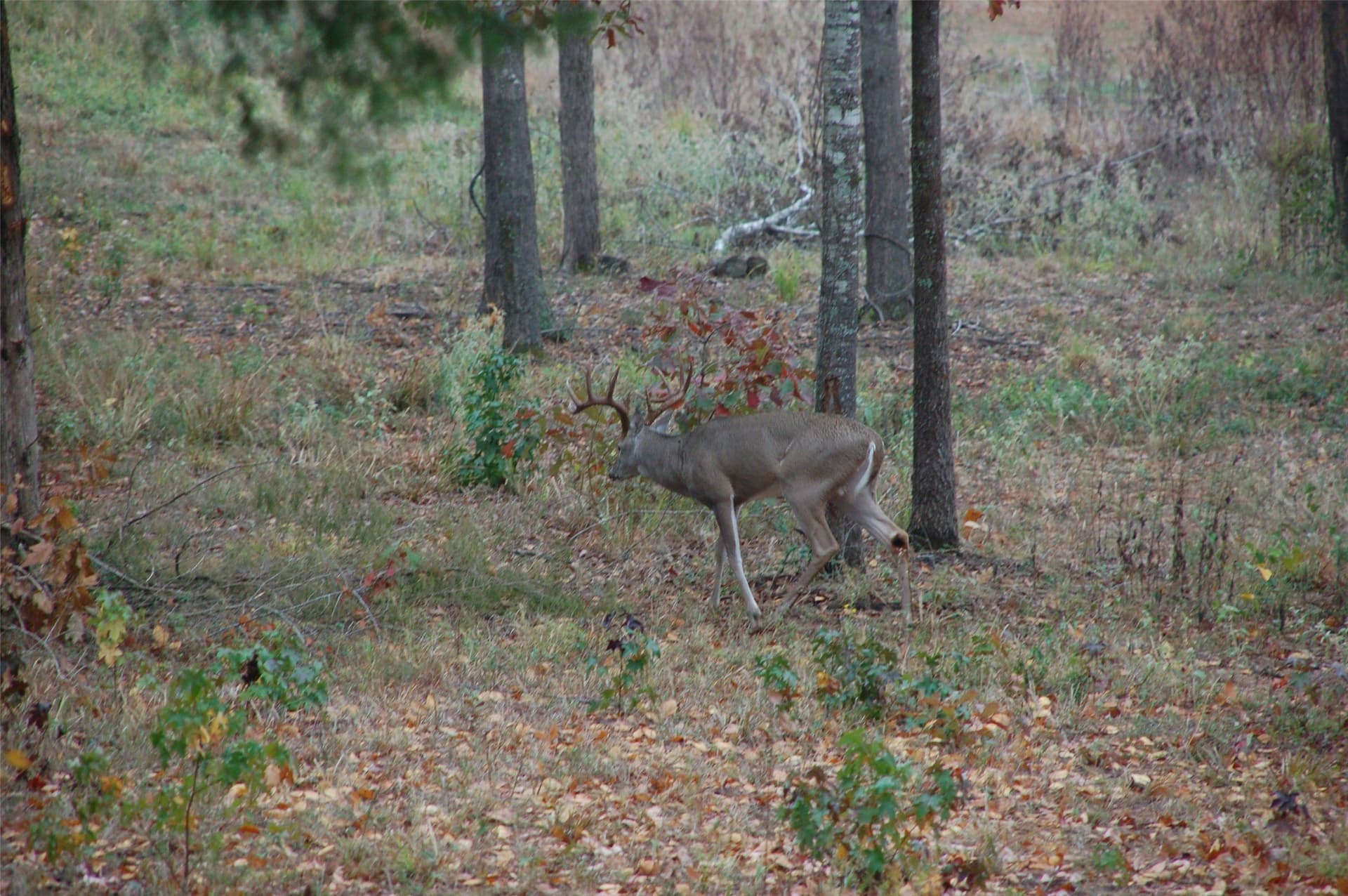 57 acres in Hopkins County - photo 33