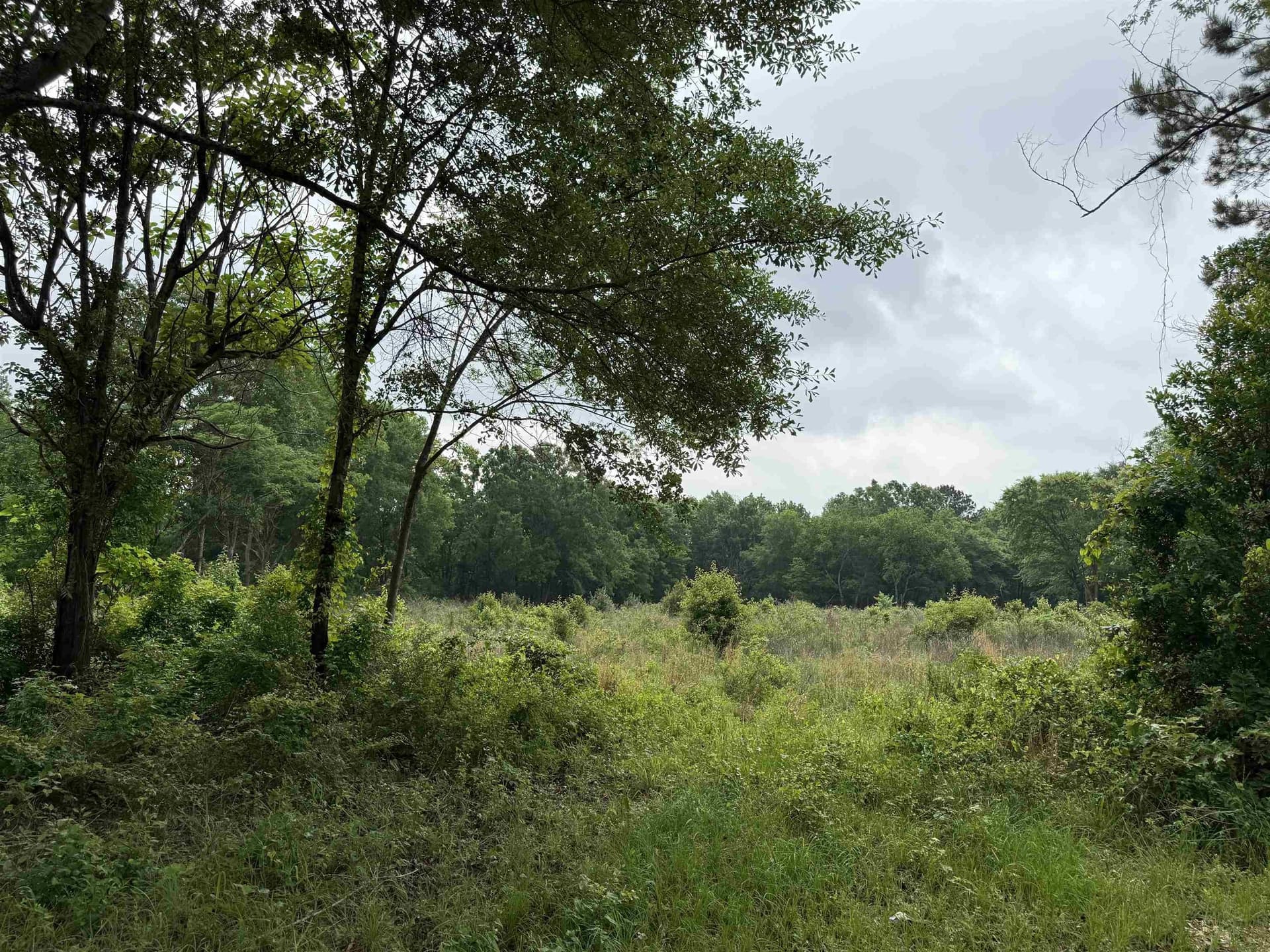 21.08 acres in Rusk County gallery image 2