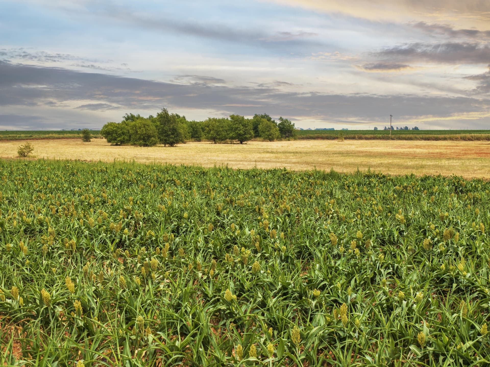 11.04 acres in Hockley County gallery image 3