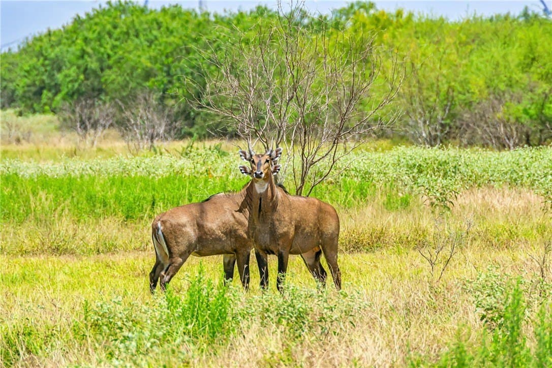 503 acres in Willacy County - photo 10