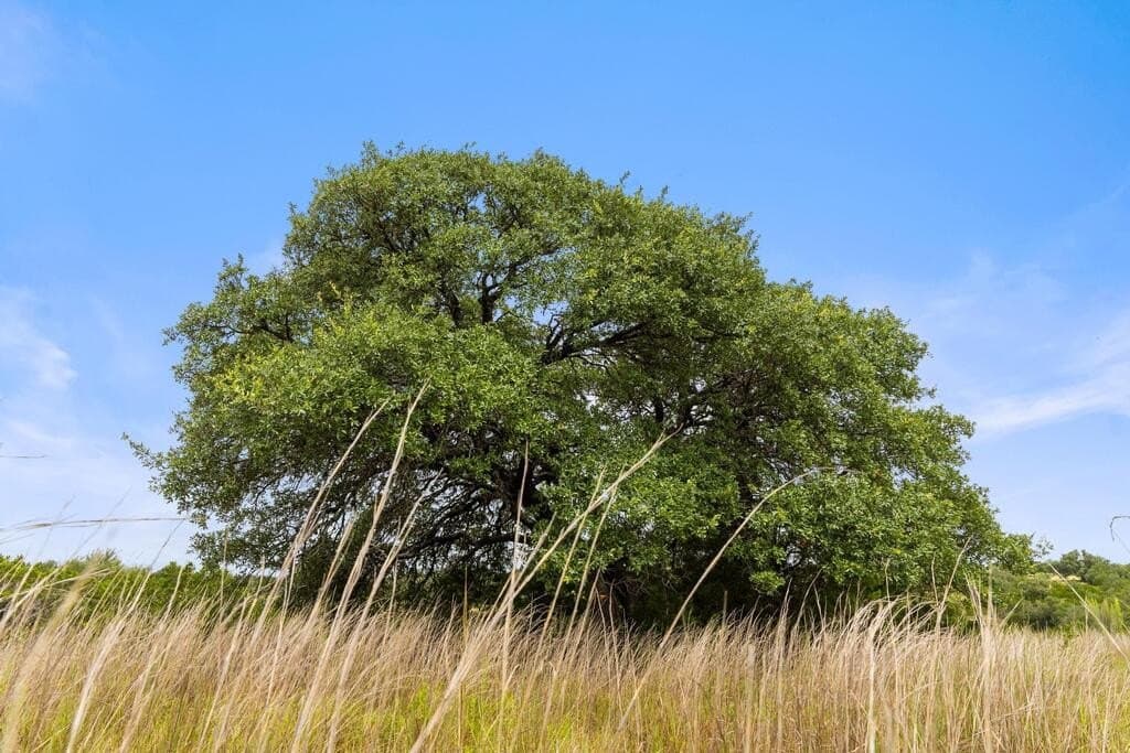 7.53 acres in Blanco County - photo 12