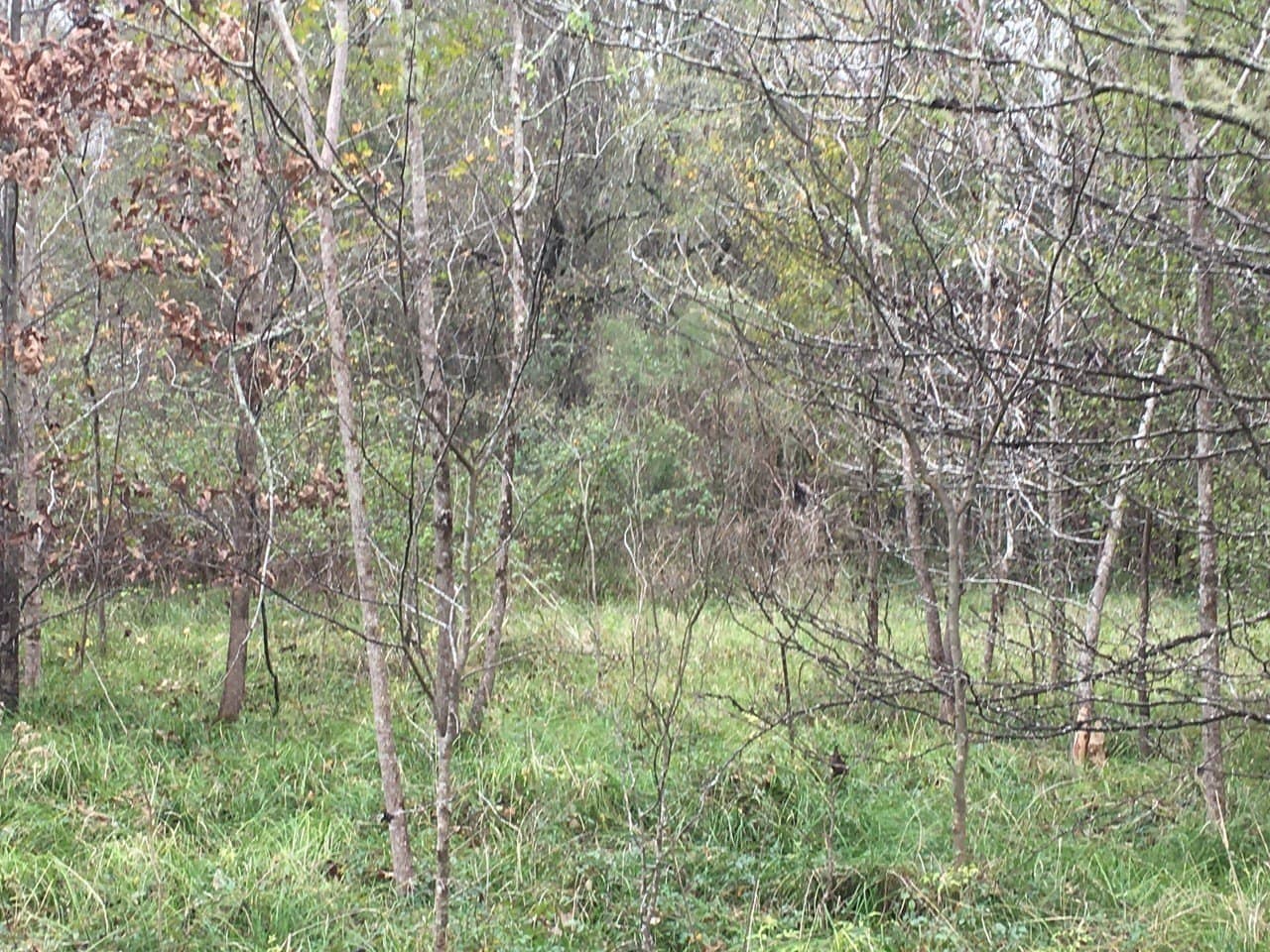 0.34 acres in San Jacinto County - photo 3