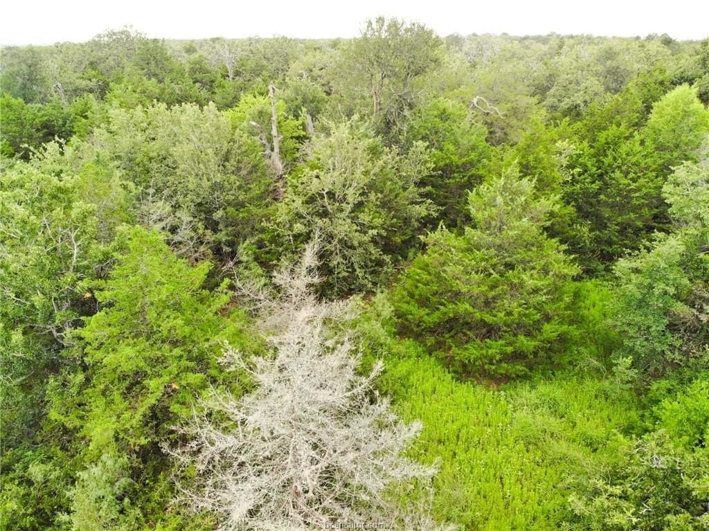 0.56 acres in Burleson County - photo 17