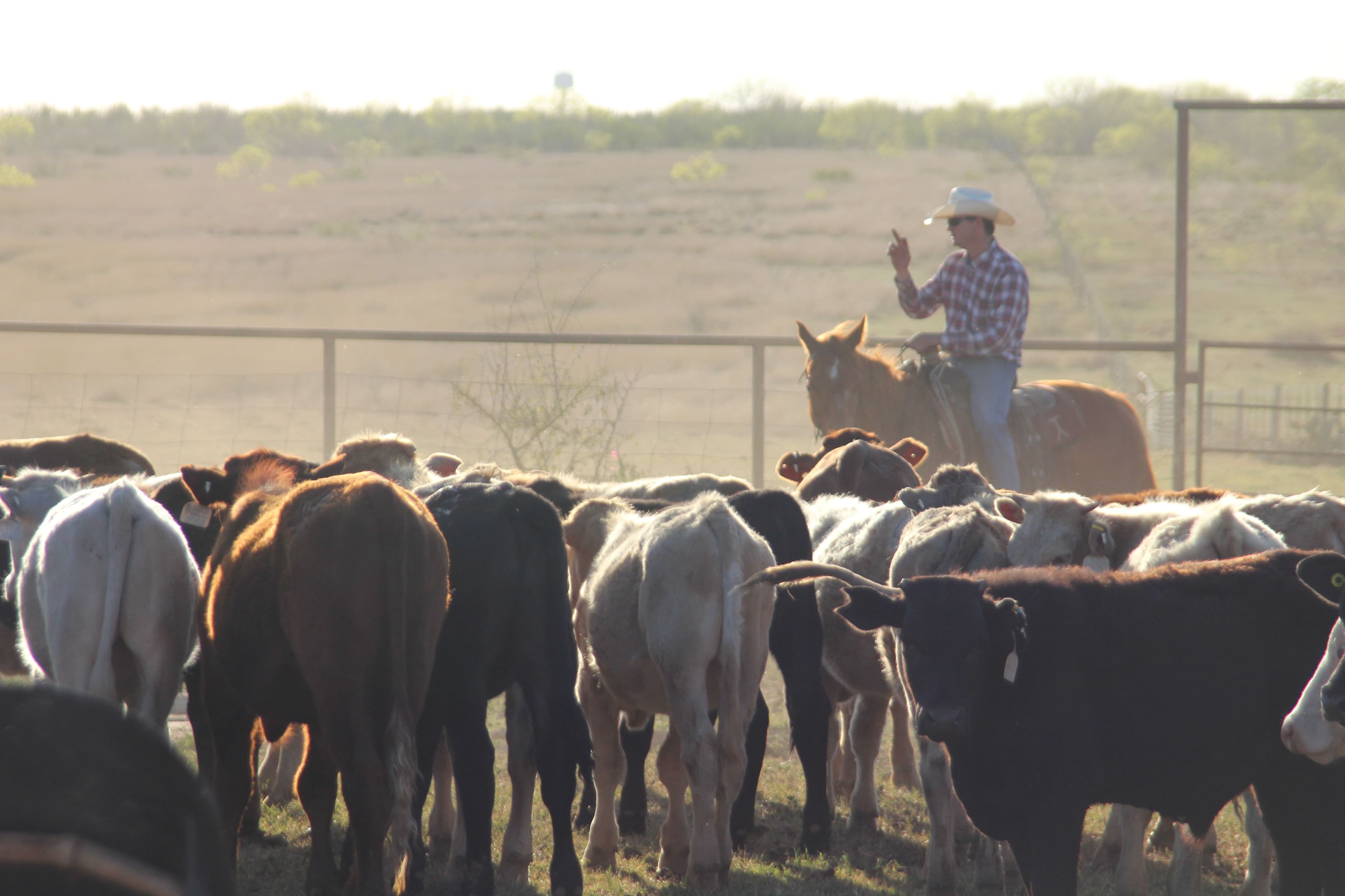 Paying Attention: Ty Keeling on Land, Cattle, and Responsibility