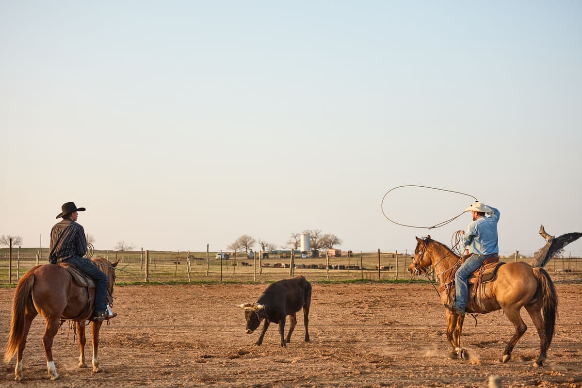 Livestock | Texas Ranches | Texas Ranches