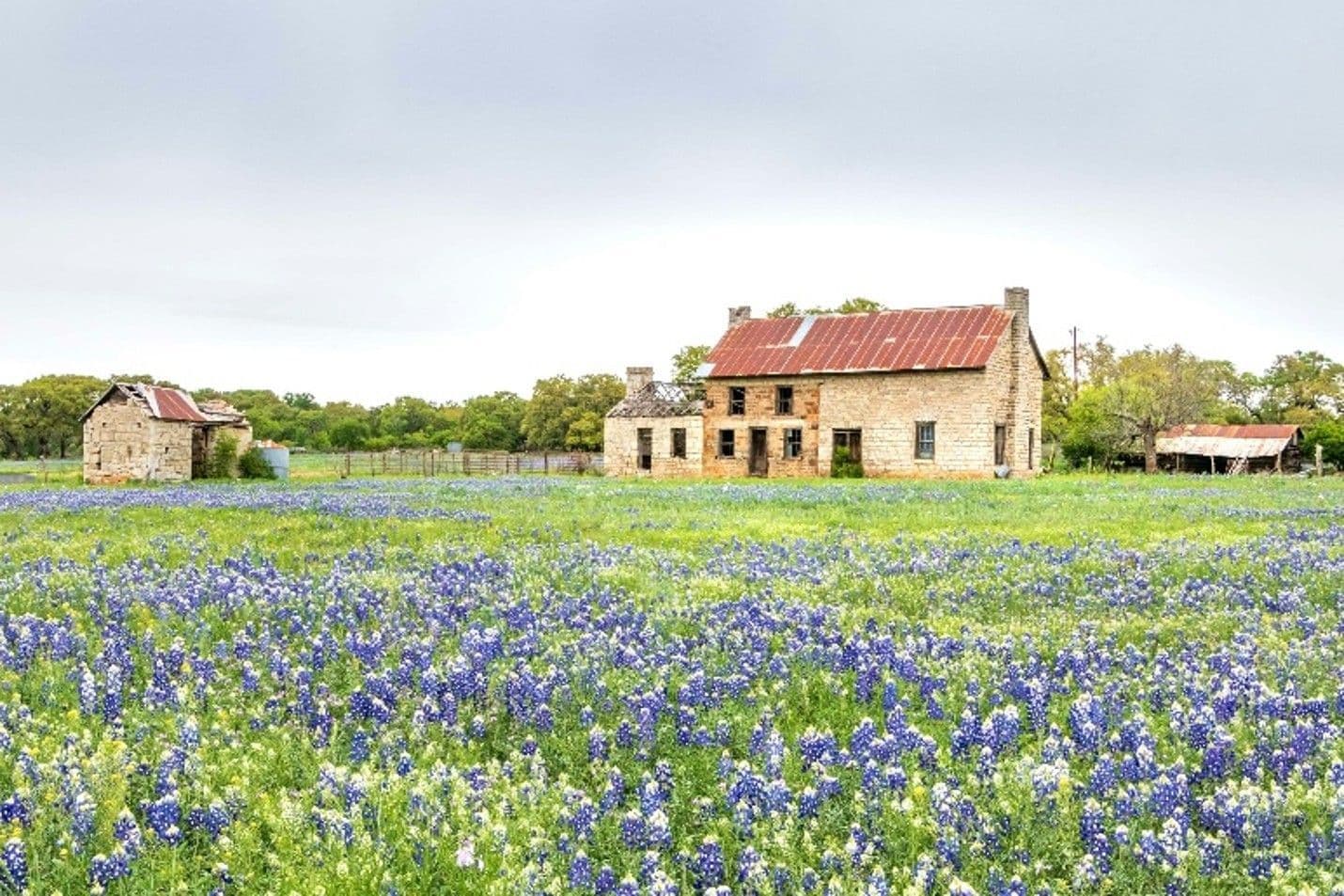 Texas Wildflowers: What grows where, and how to support it on your land