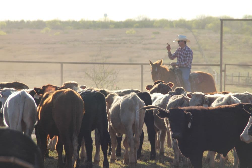 Ty Keeling on Cattle, Responsibility, and the Long View