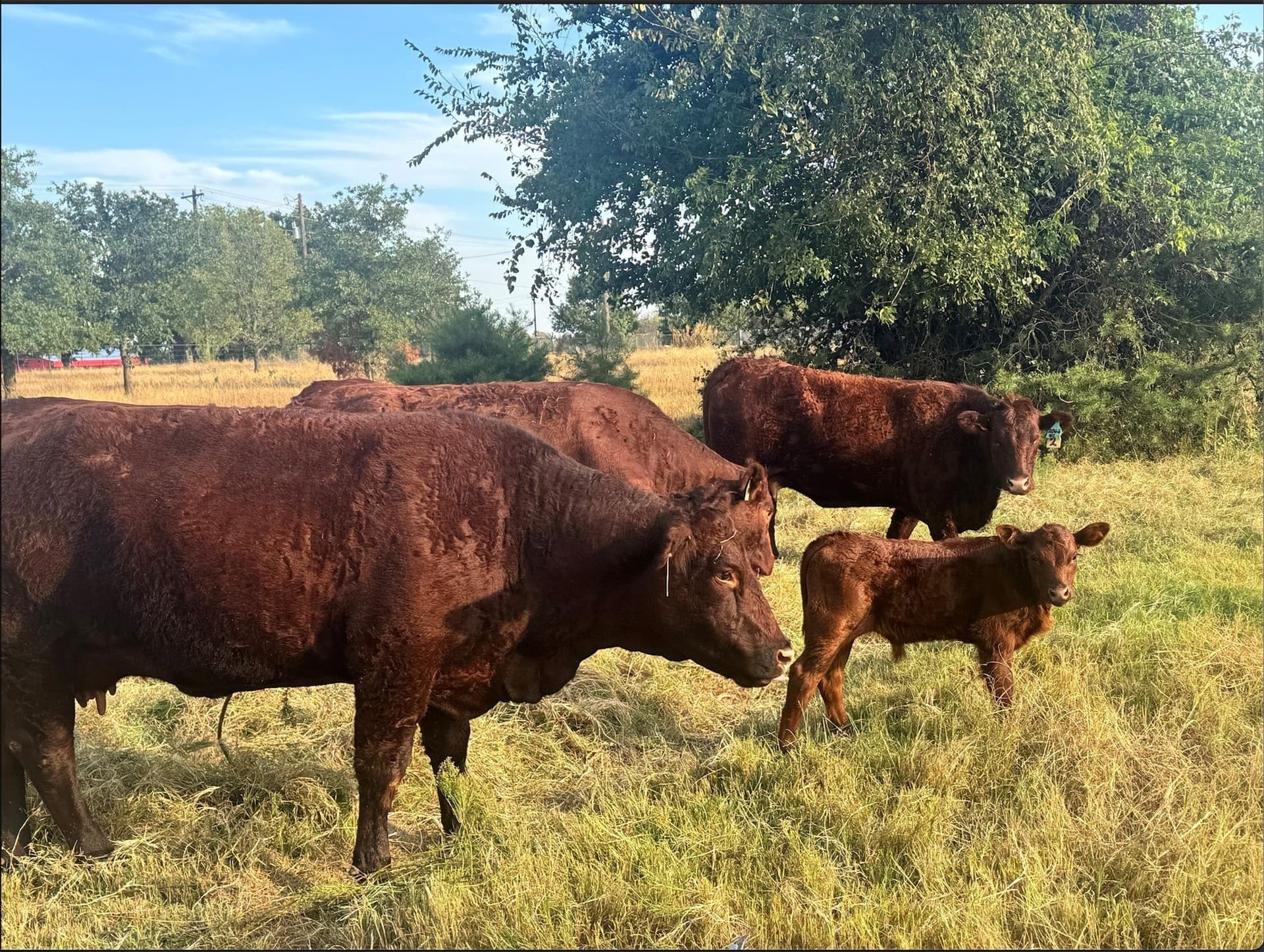 5 acres in Parker County