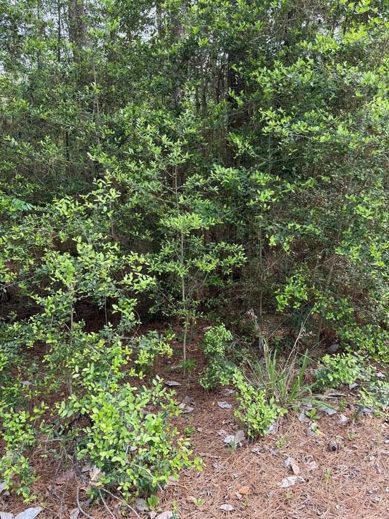 0.34 acres in Texas County