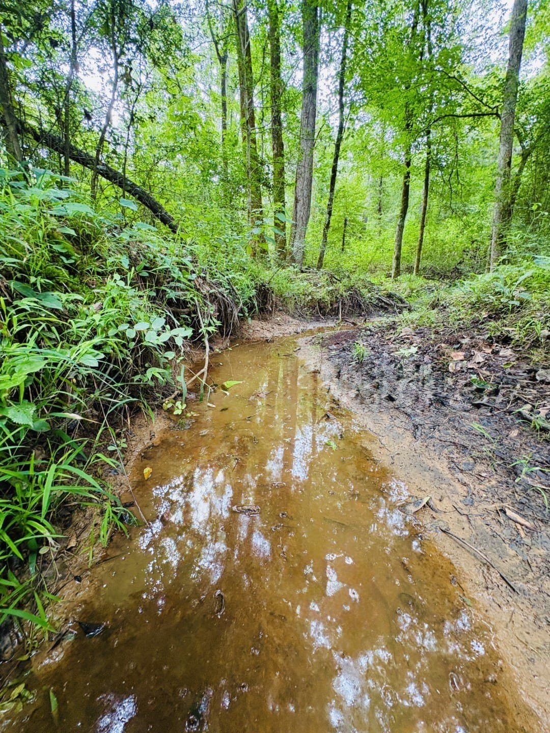27.26 acres in Shelby County