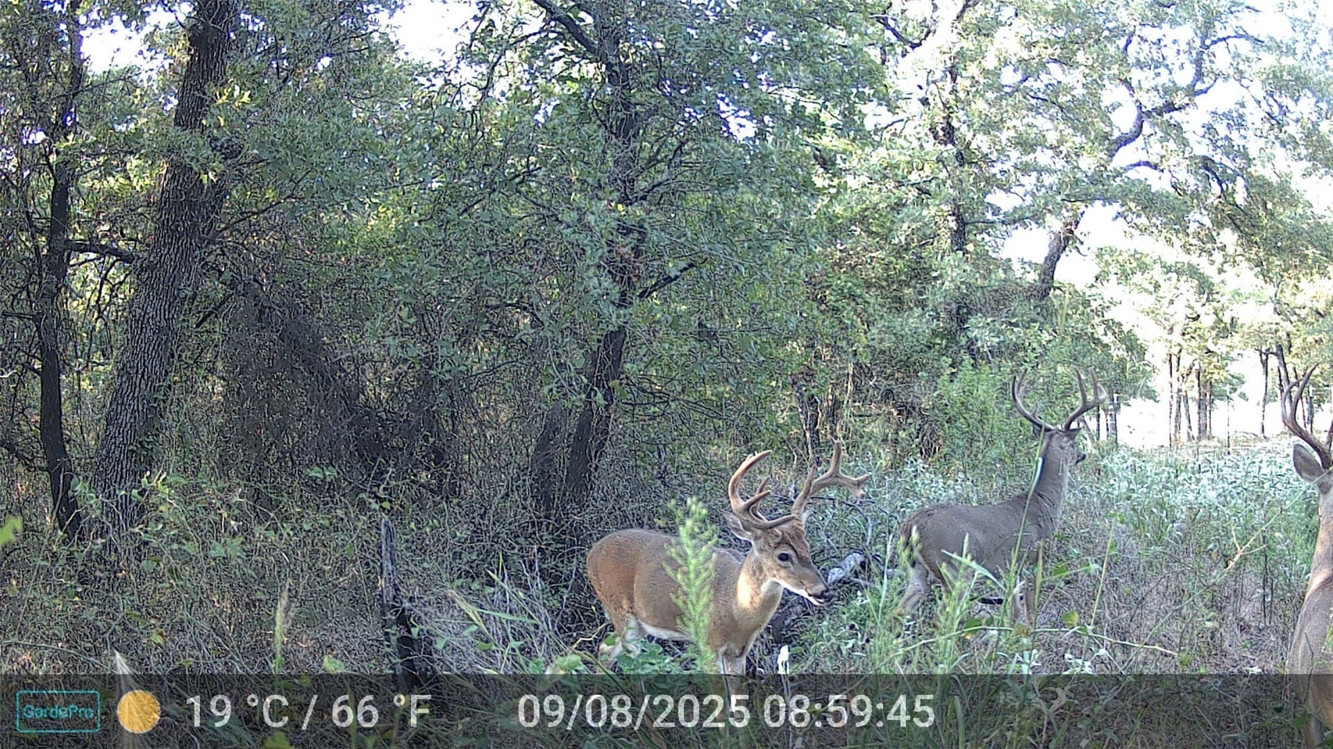 40.17 acres in Wise County