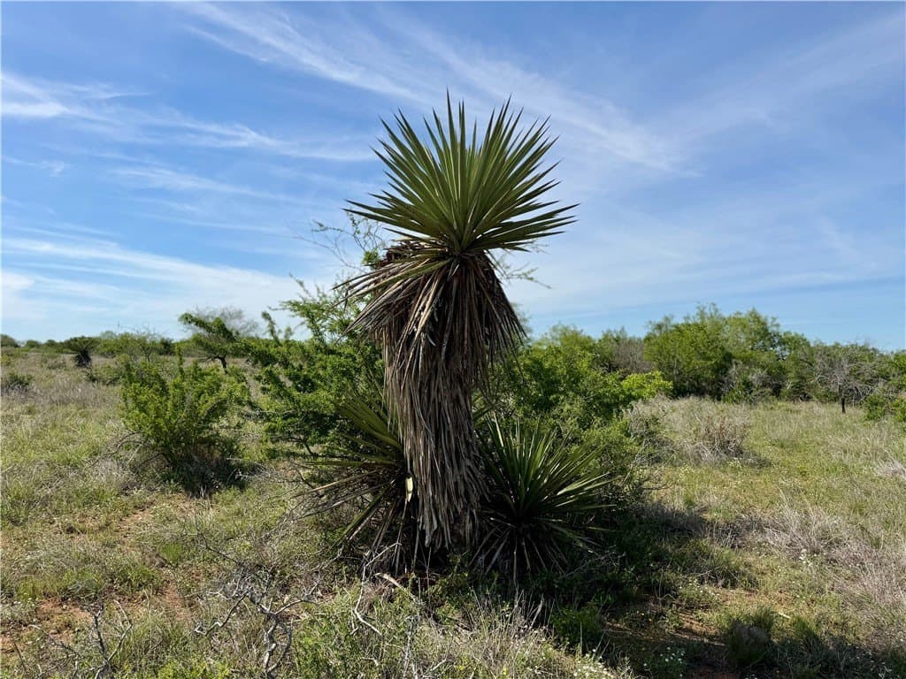 36 acres in Live Oak County