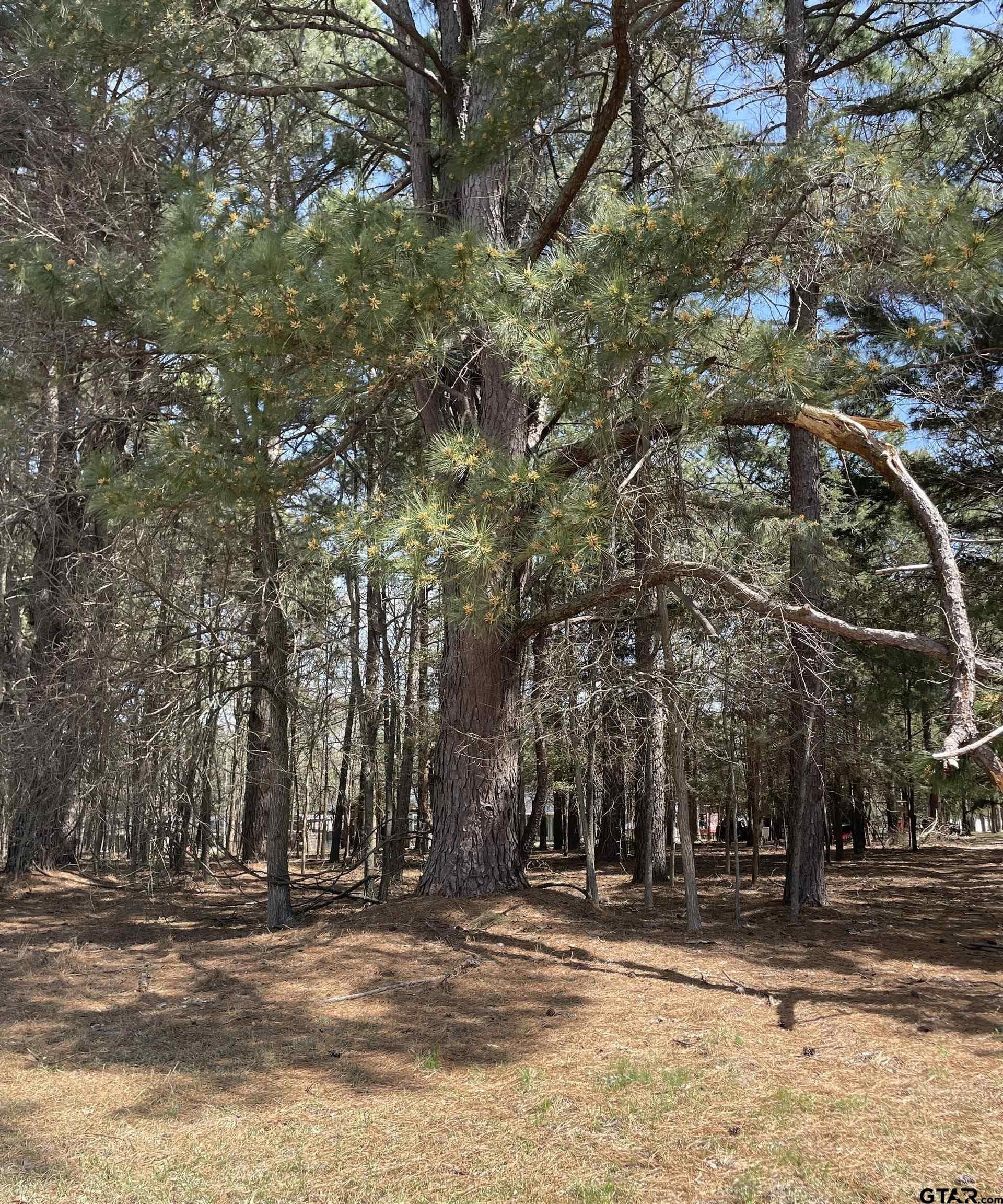 1.38 acres in Camp County