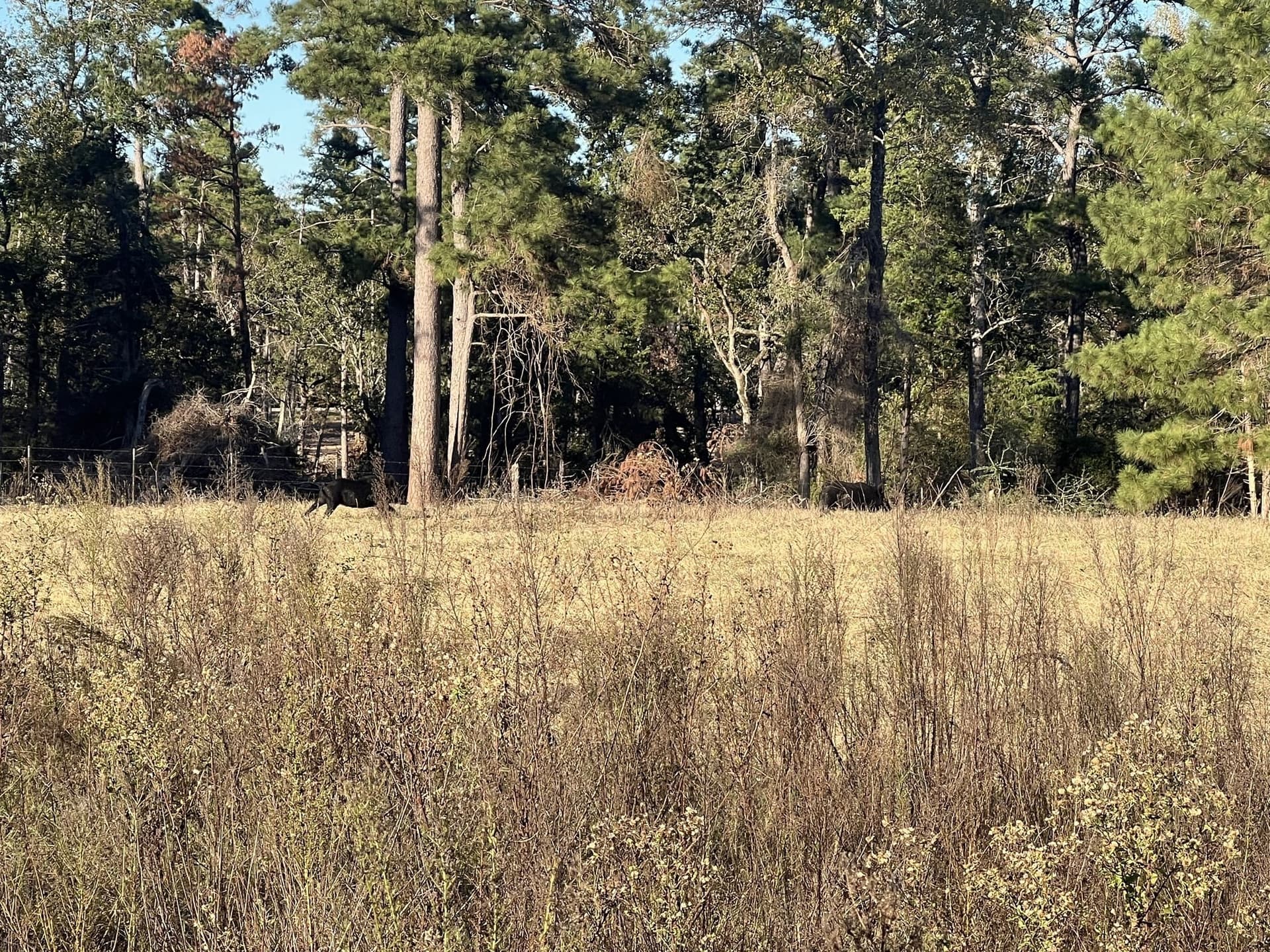 10.01 acres in Leon County