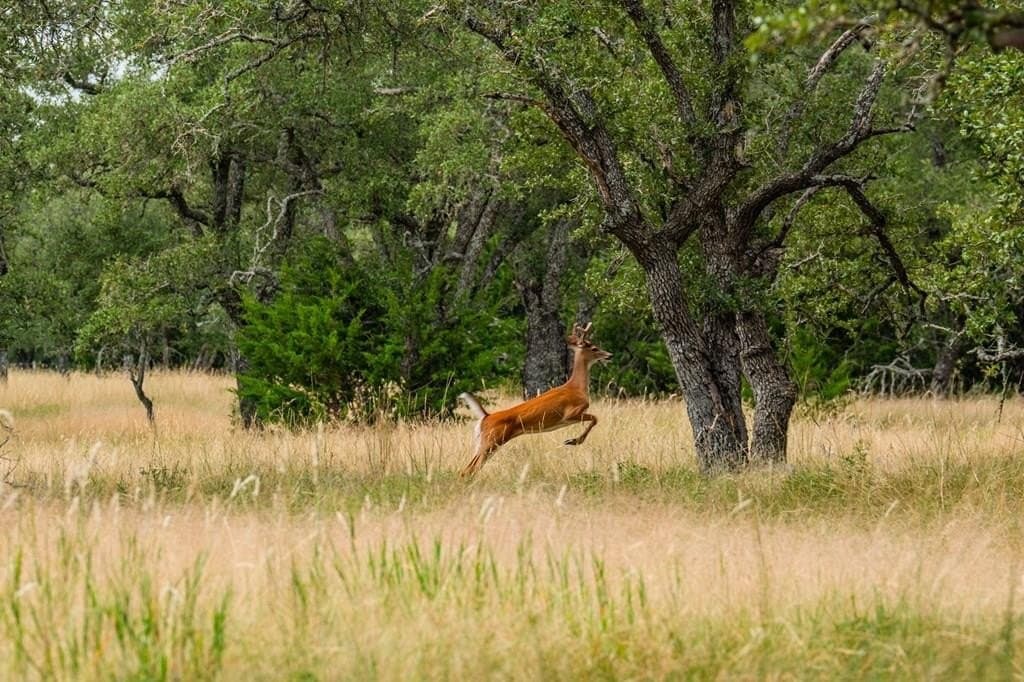 4.3 acres in Gillespie County