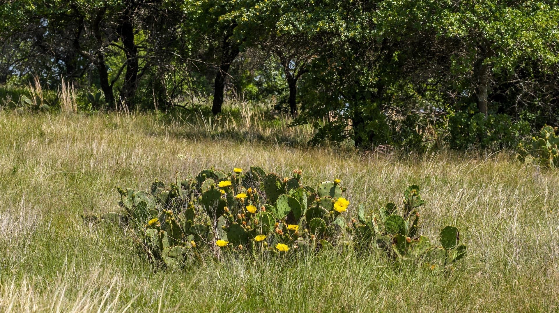 30 acres in Erath County