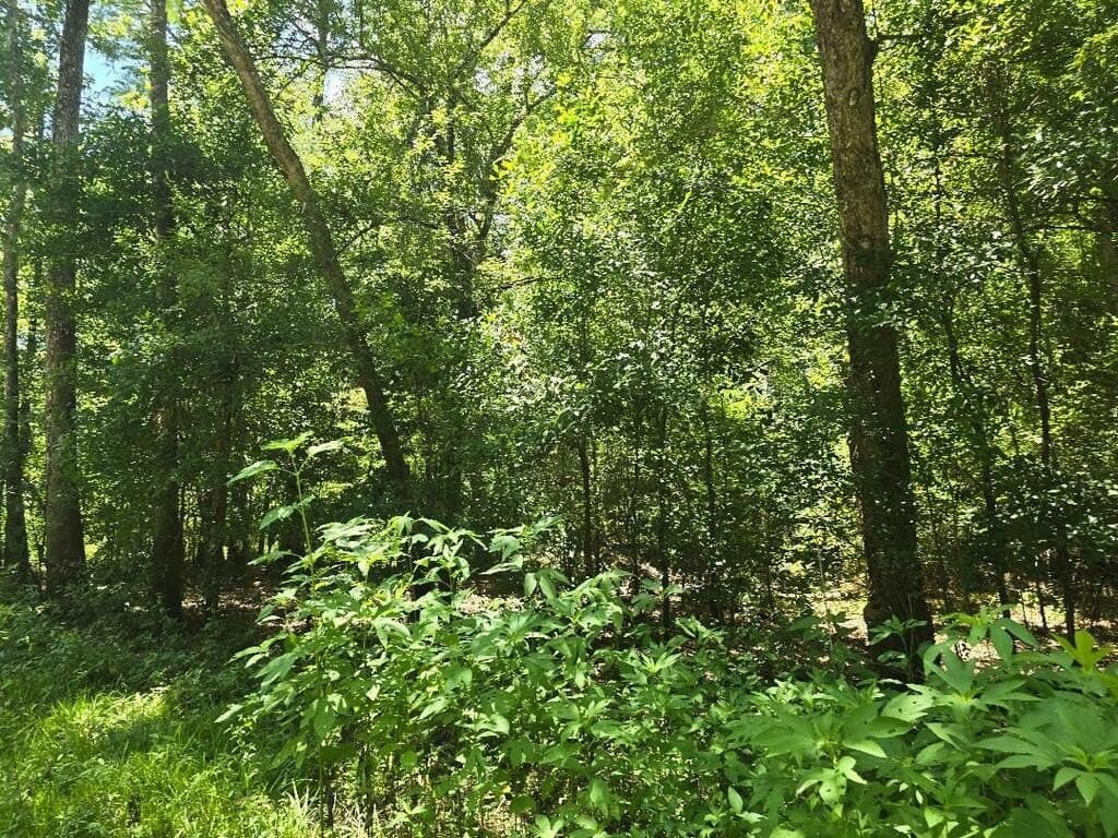 5.37 acres in Texas County