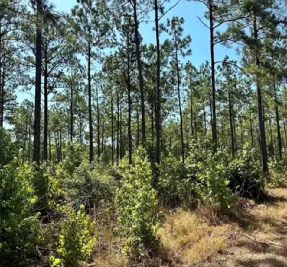 10 acres in Texas County