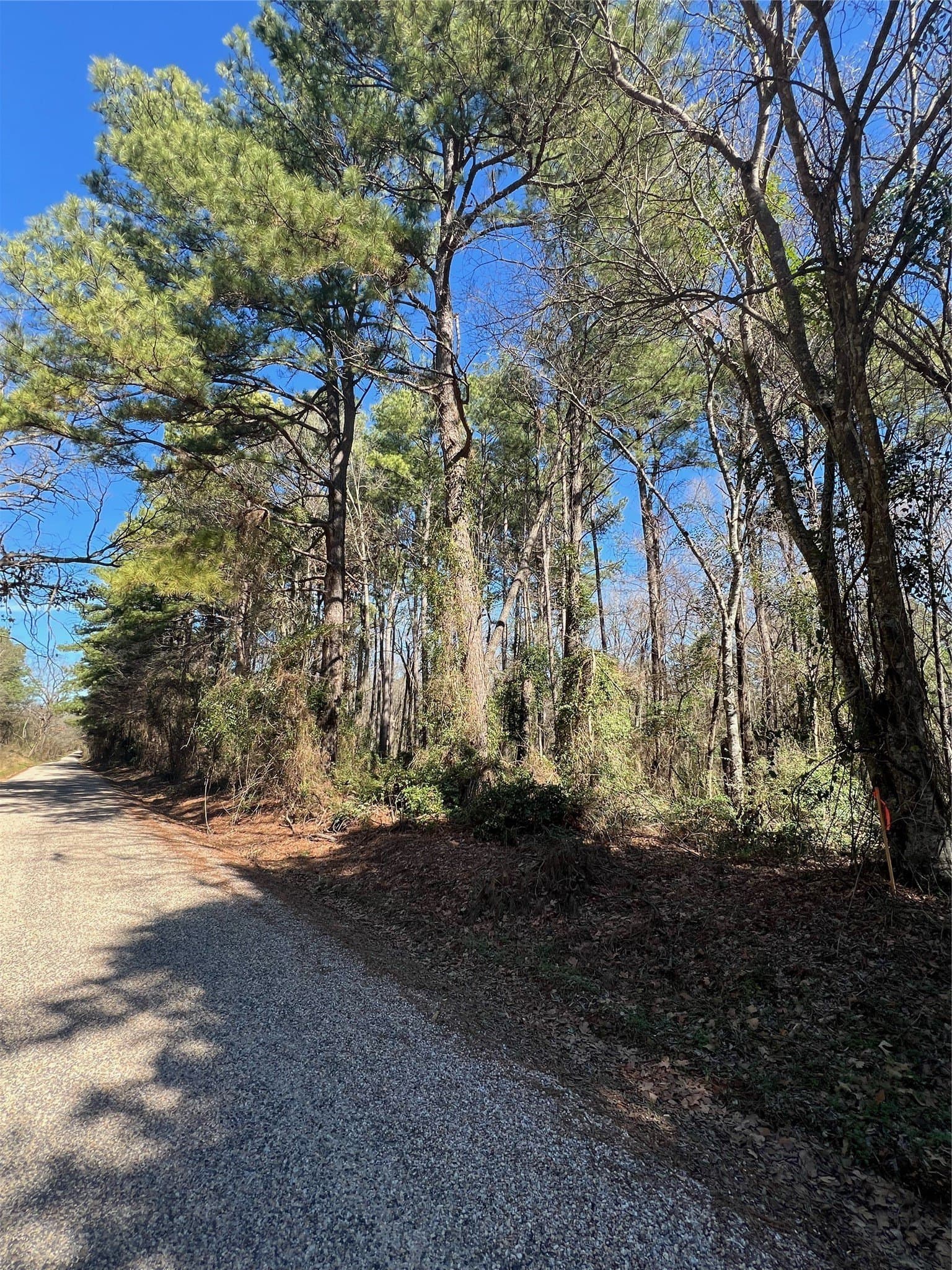 20 acres in Camp County