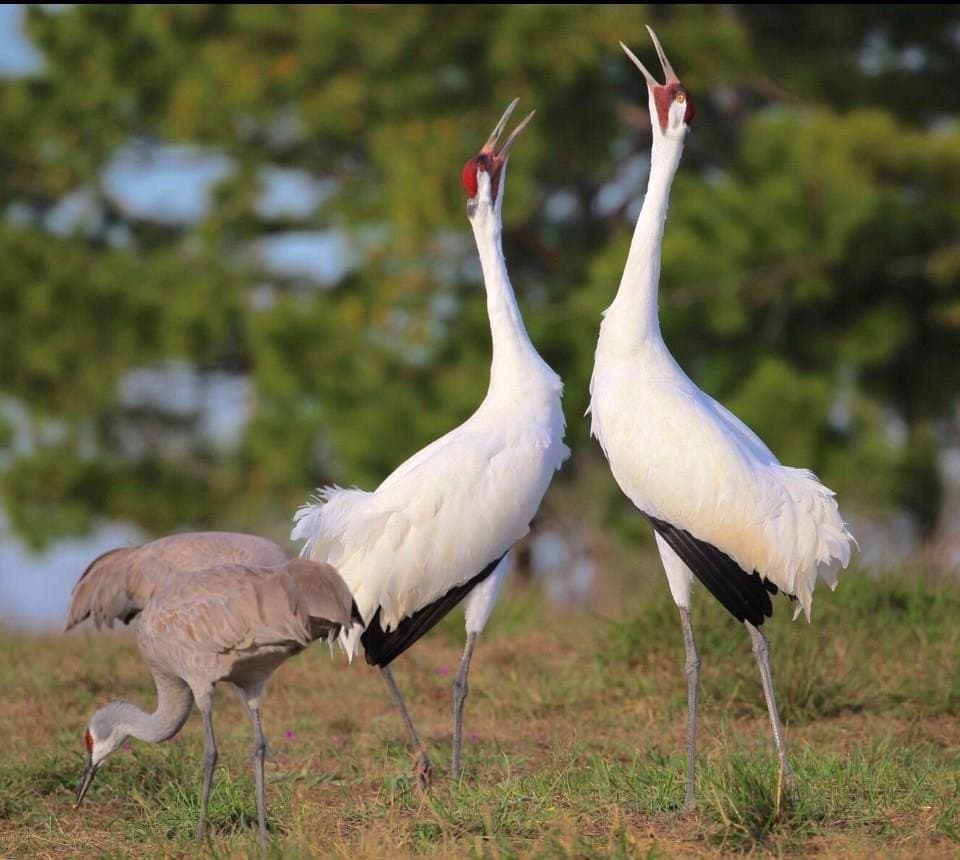52.42 acres in Texas County