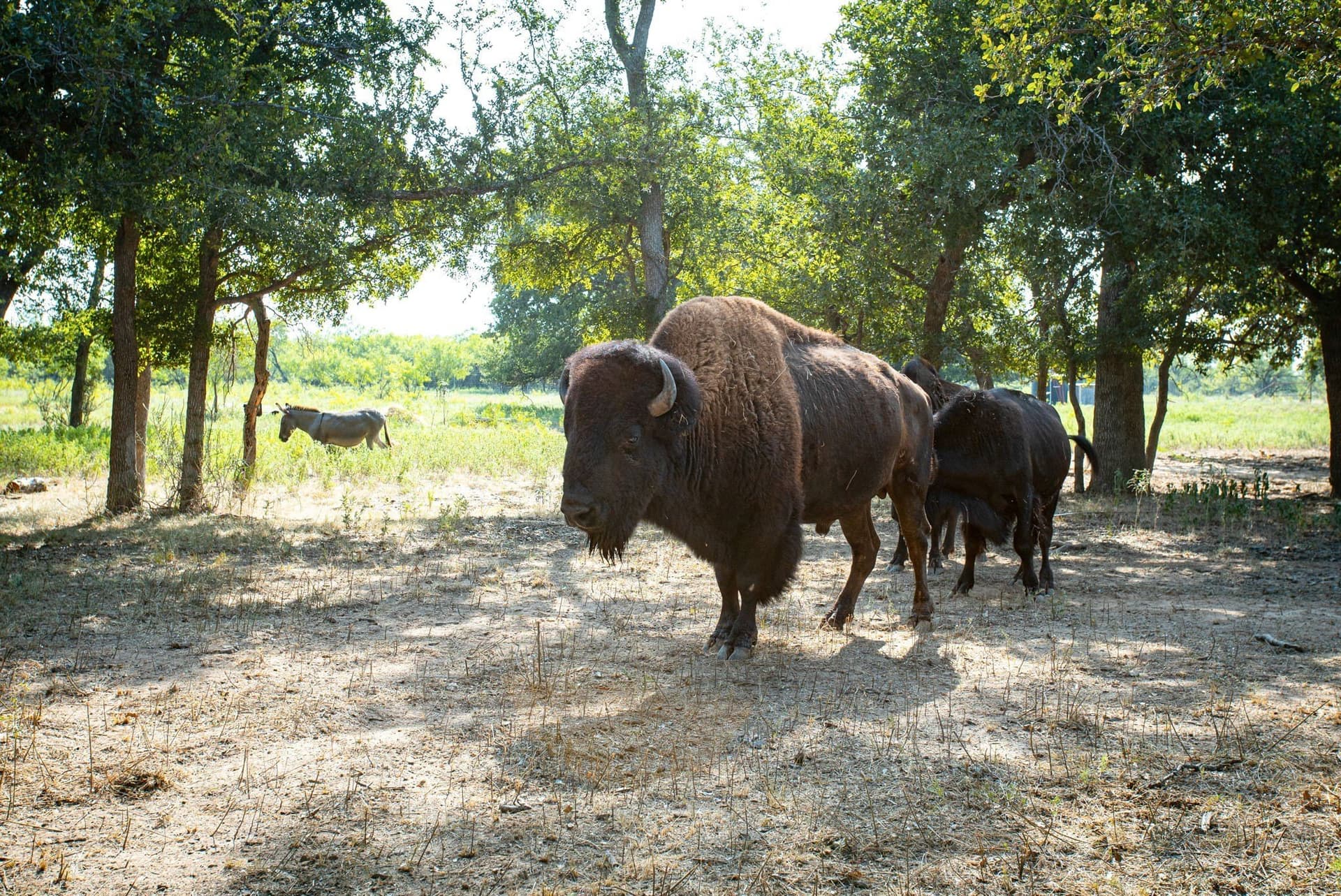34.08 acres in Palo Pinto County