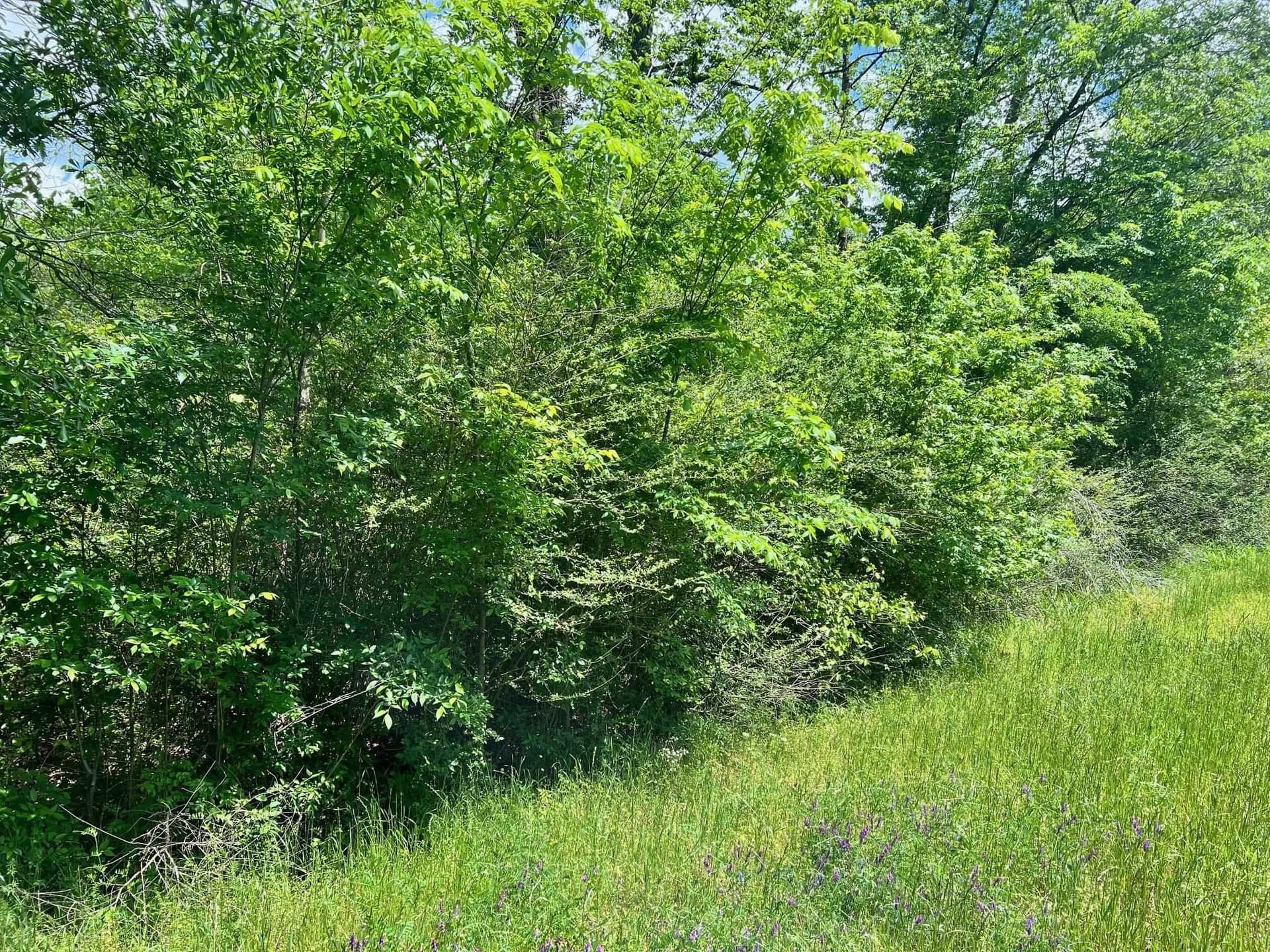 11.84 acres in Shelby County