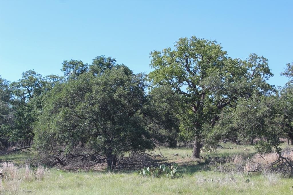 8.8 acres in Kerr County