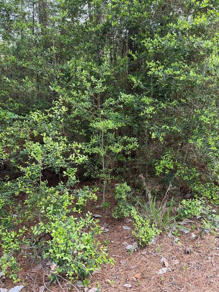 0.34 acres in Texas County