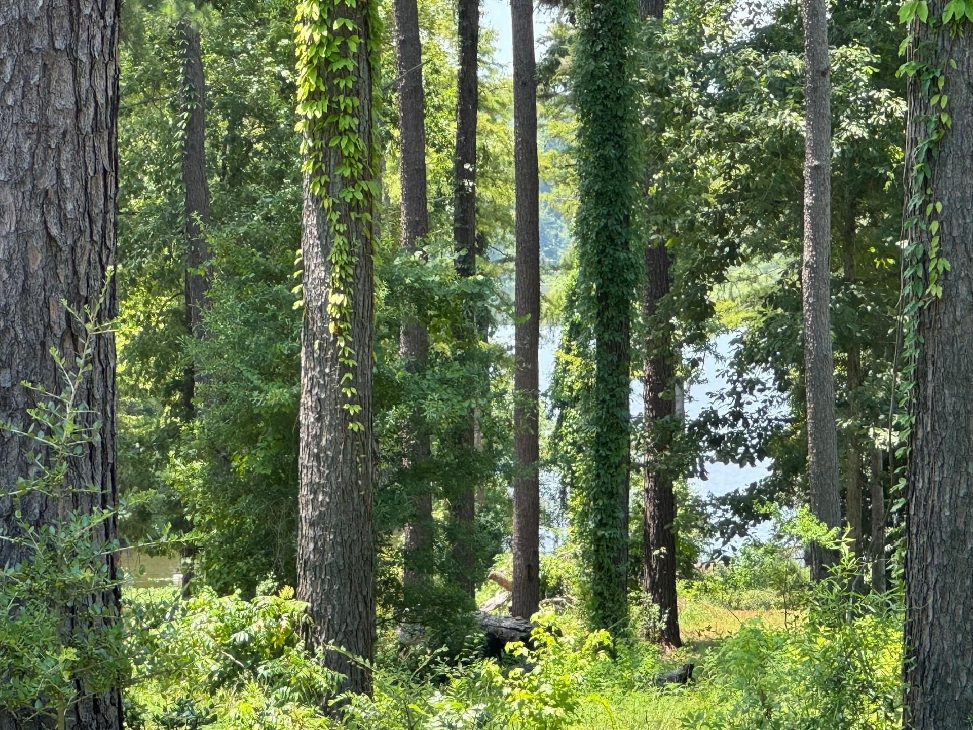 1.25 acres in Texas County