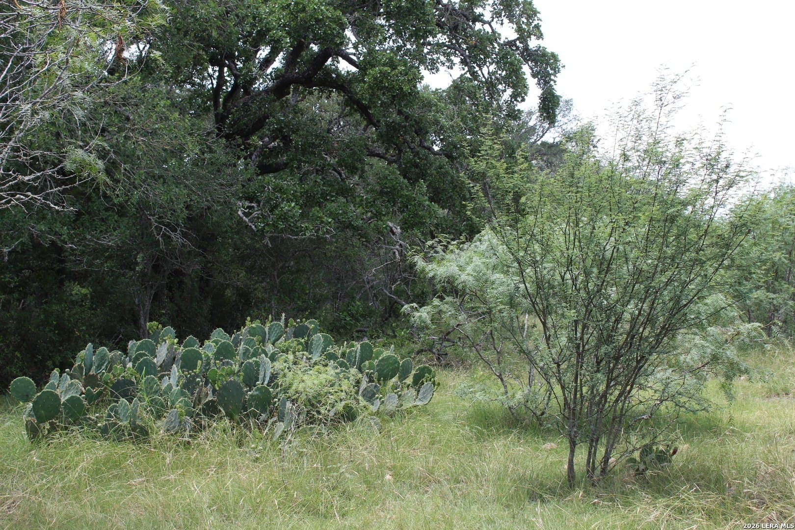 15 acres in Guadalupe County
