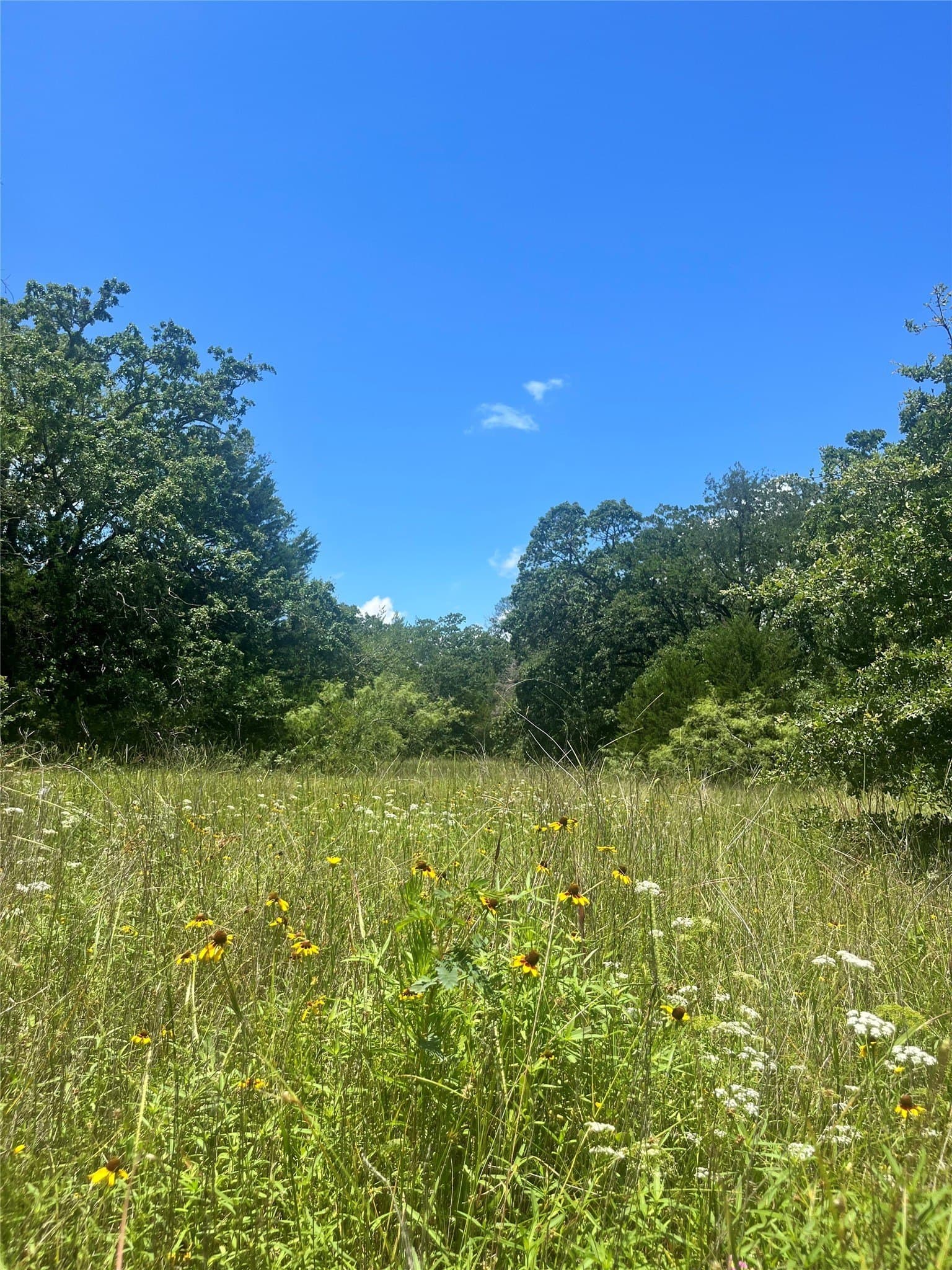 52.61 acres in Limestone County