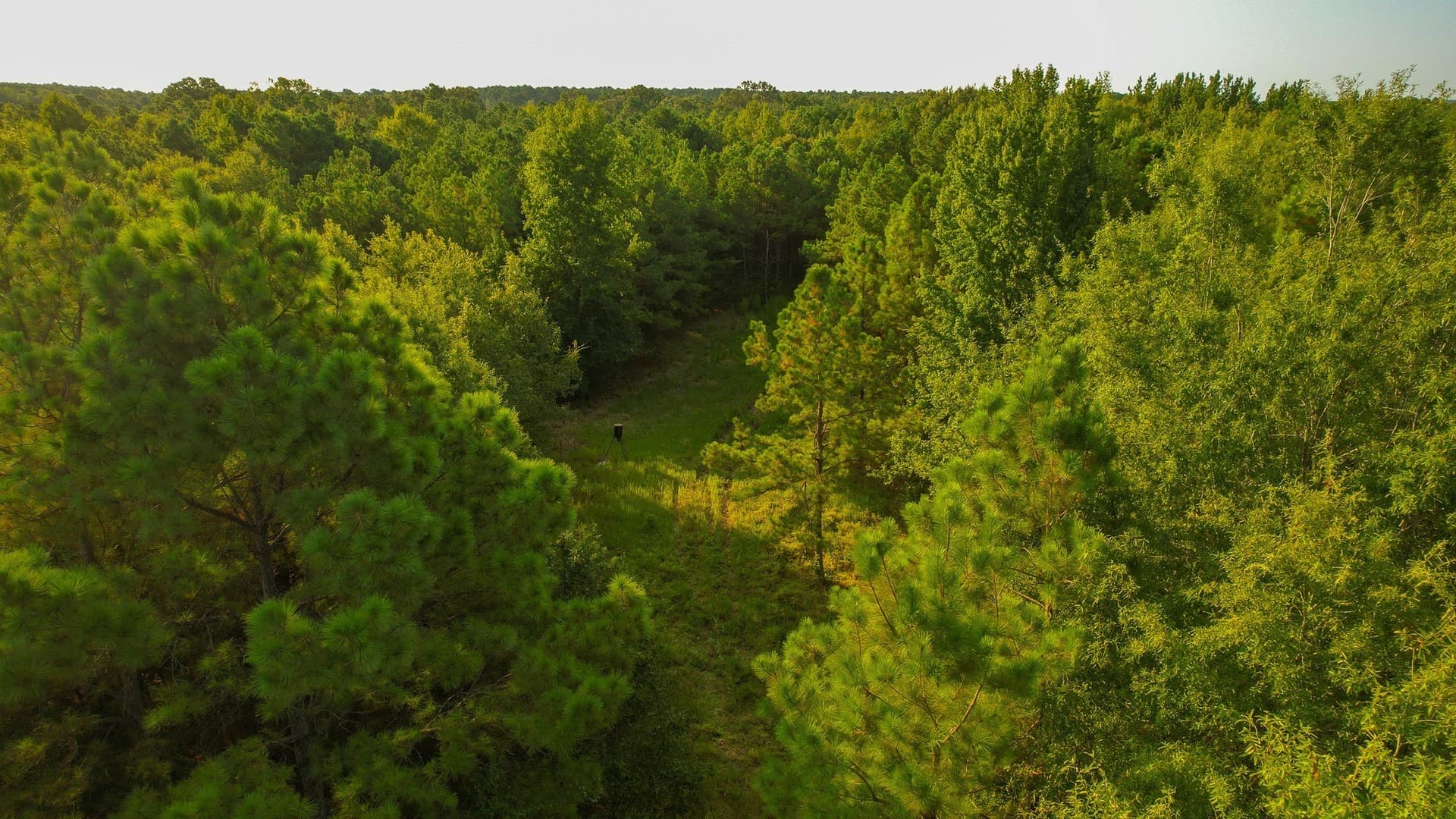 115 acres in Red River (TX) County